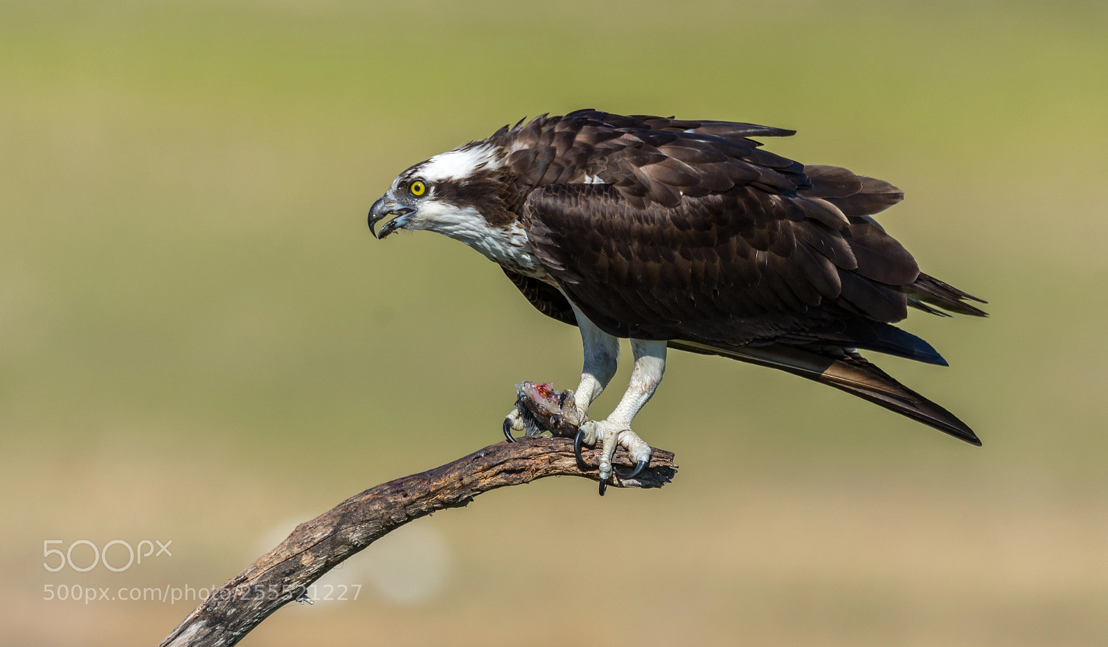 Nikon D7200 sample photo. Osprey bringing back food photography