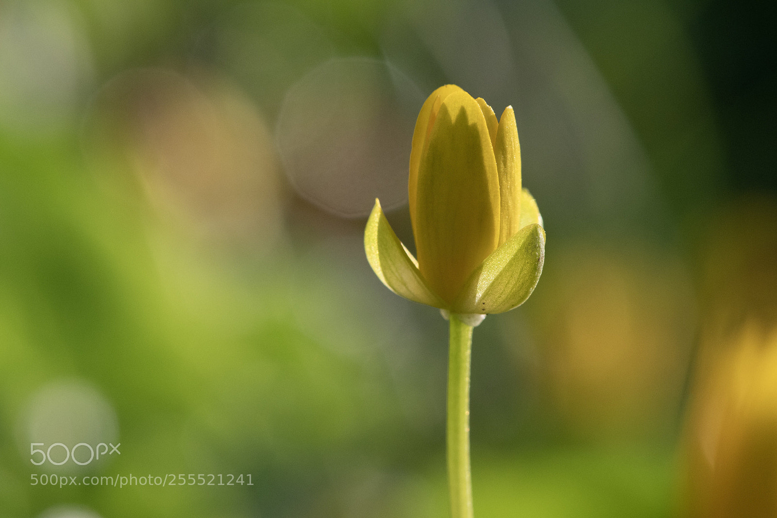 Nikon D500 sample photo. Yellow spring flower photography