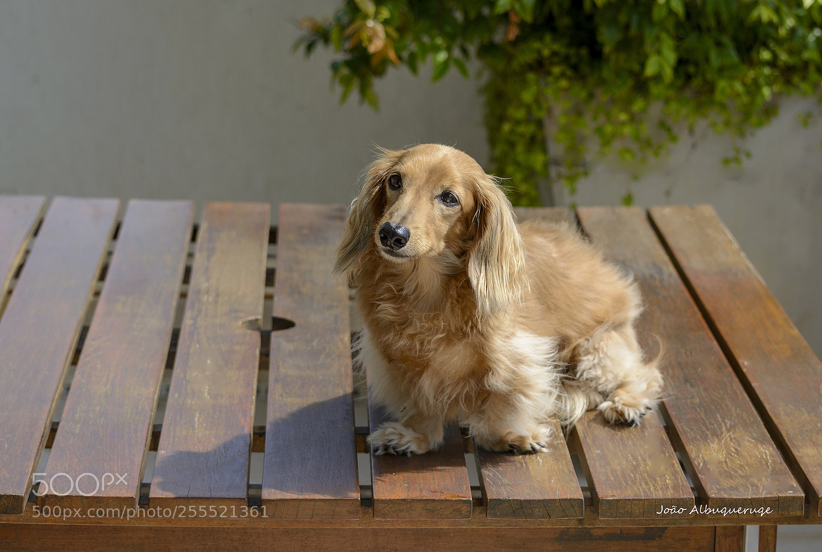Nikon D5200 sample photo. Bella on the table photography