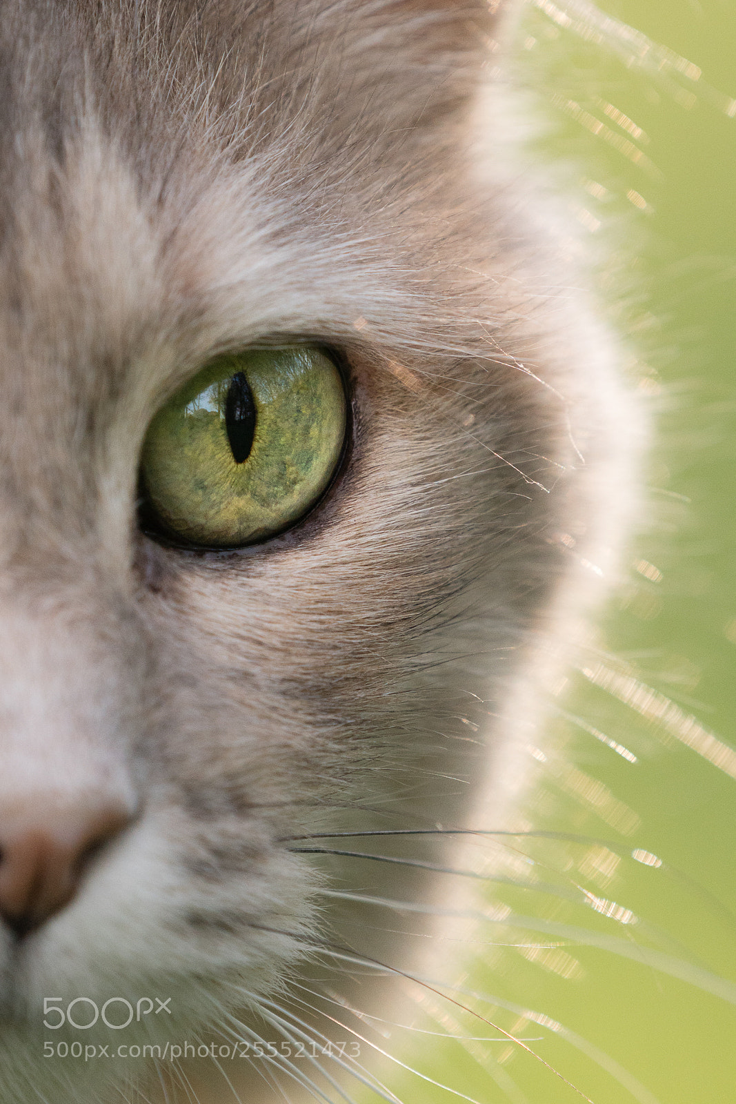 Sony a6300 sample photo. Cat's eye photography
