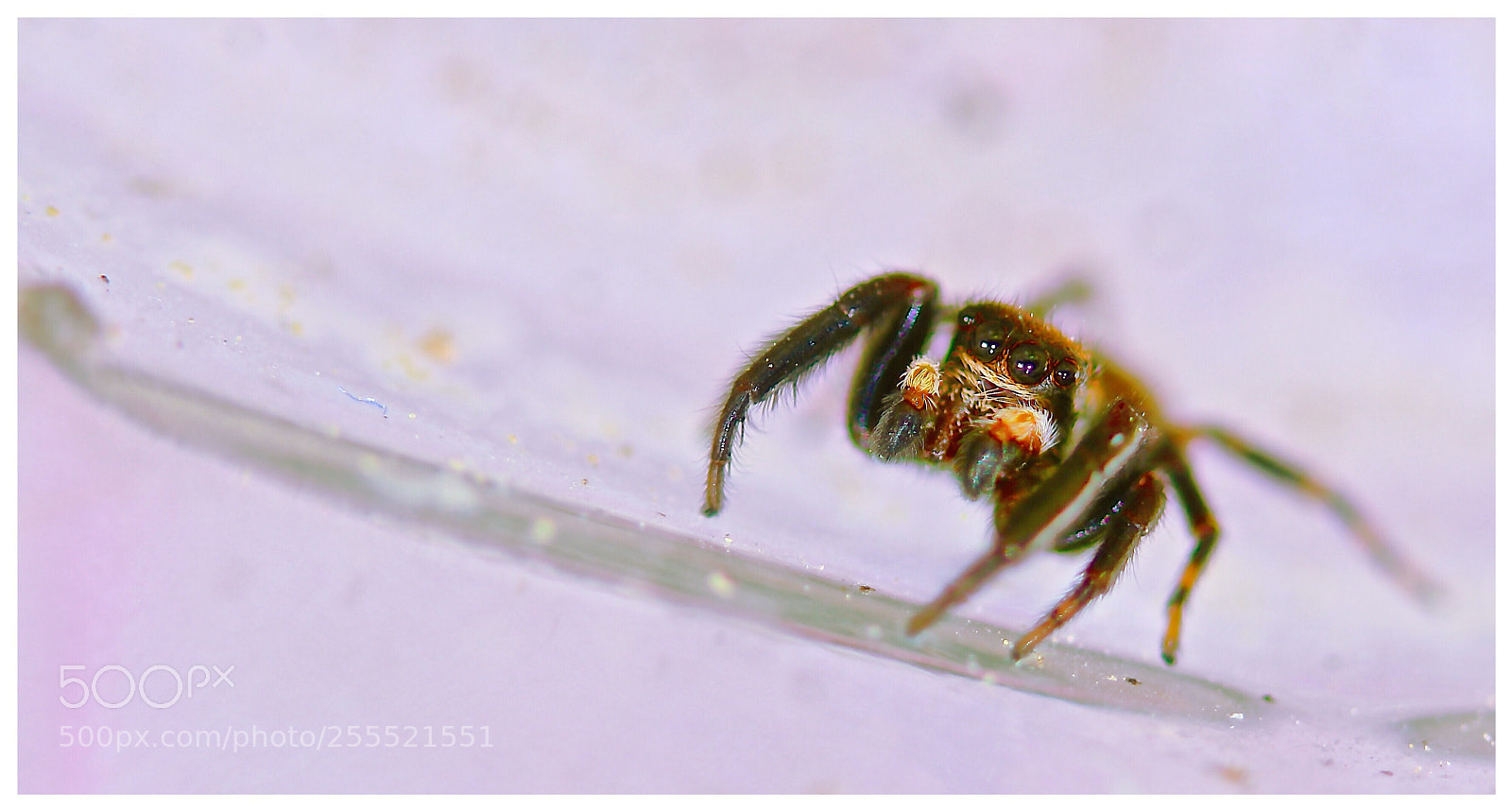 Canon EOS 100D (EOS Rebel SL1 / EOS Kiss X7) sample photo. Little spider photography
