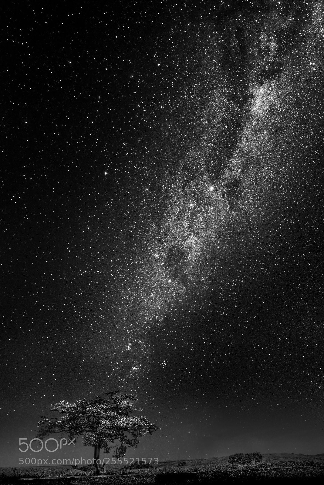 Nikon D90 sample photo. Lone tree and the photography