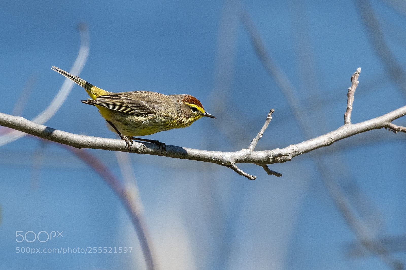 Nikon D500 sample photo. Male palm warbler photography