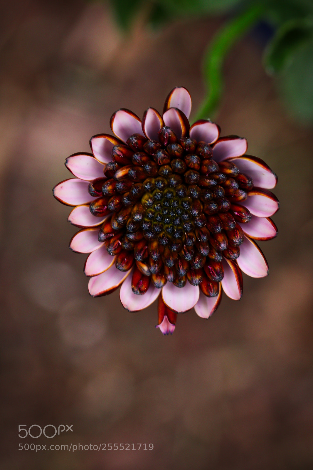 Canon EOS 77D (EOS 9000D / EOS 770D) sample photo. Looking for the sun photography