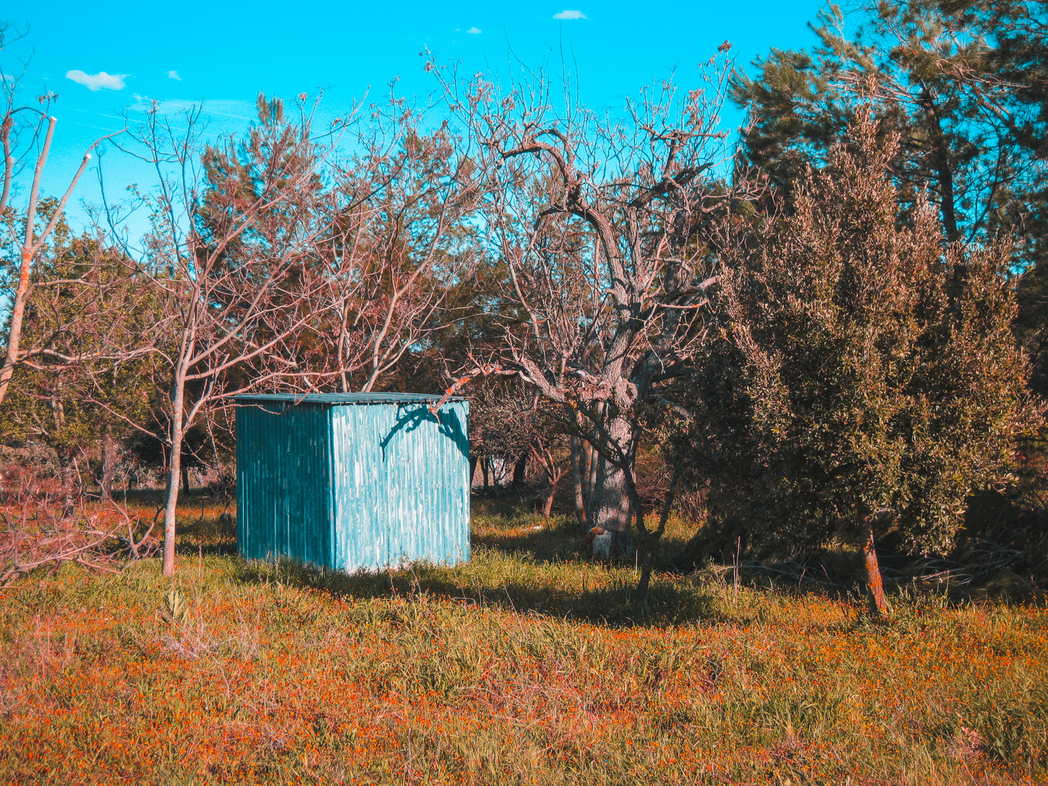 Canon PowerShot A3100 IS sample photo. The shed in the wood photography