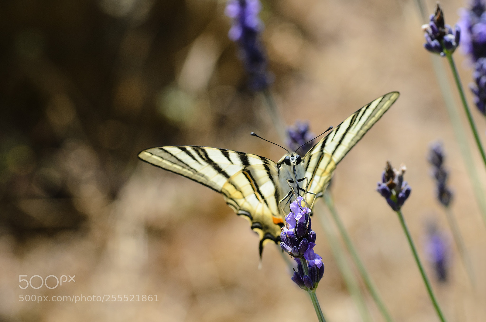 Nikon D7000 sample photo. Butterfly photography