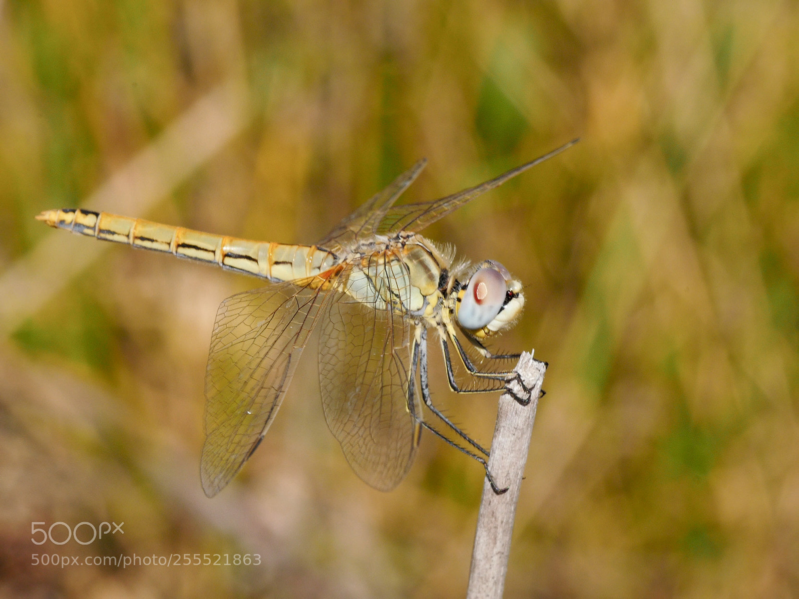 Panasonic Lumix DMC-GX8 sample photo. Dragonfly photography