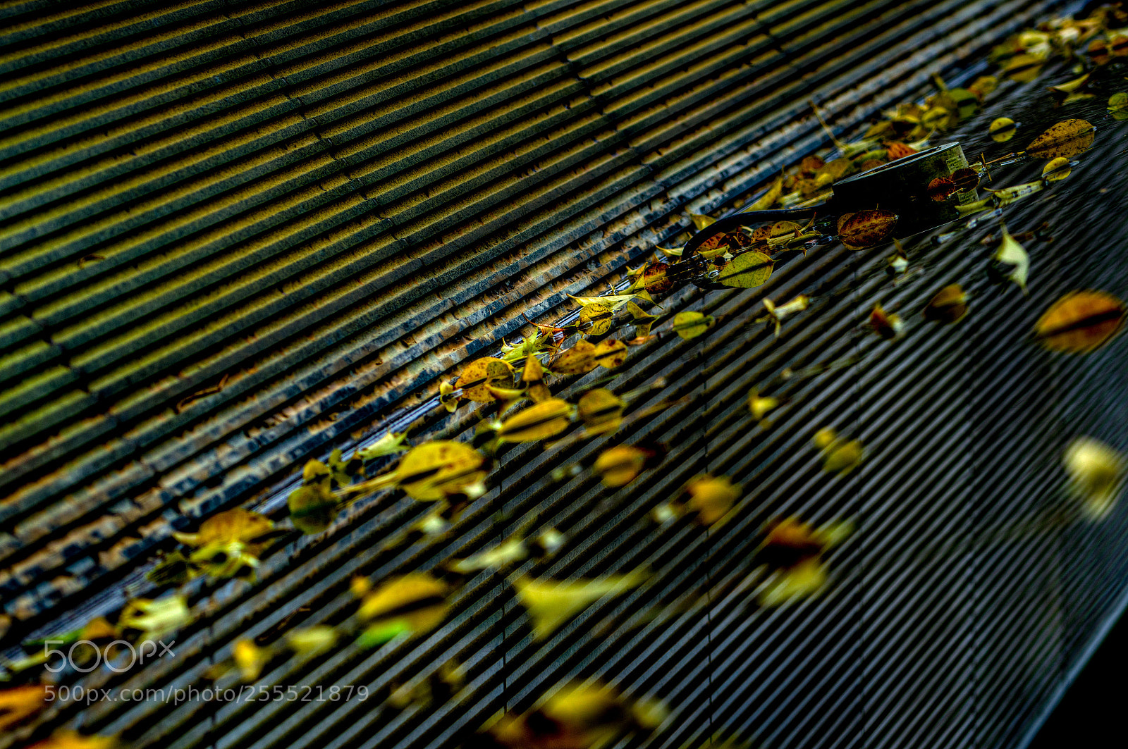 Sony a6000 sample photo. Leaf stream photography