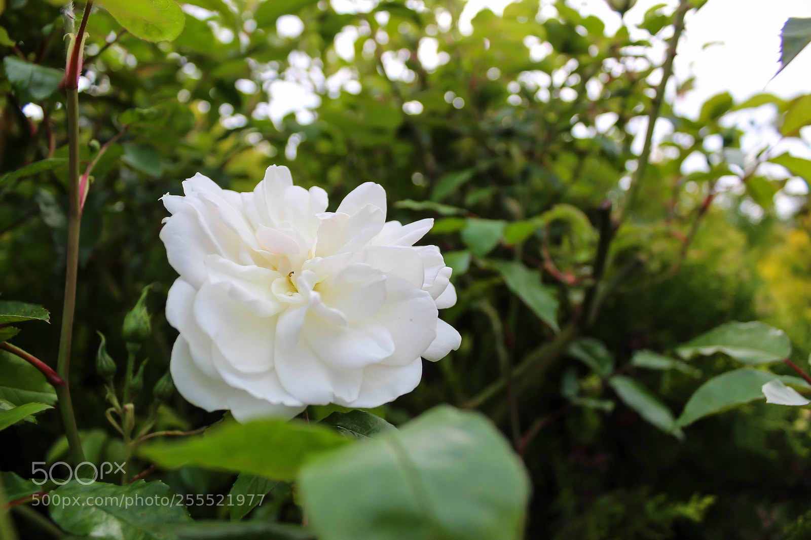 Canon EOS 1300D (EOS Rebel T6 / EOS Kiss X80) sample photo. Untitled photography