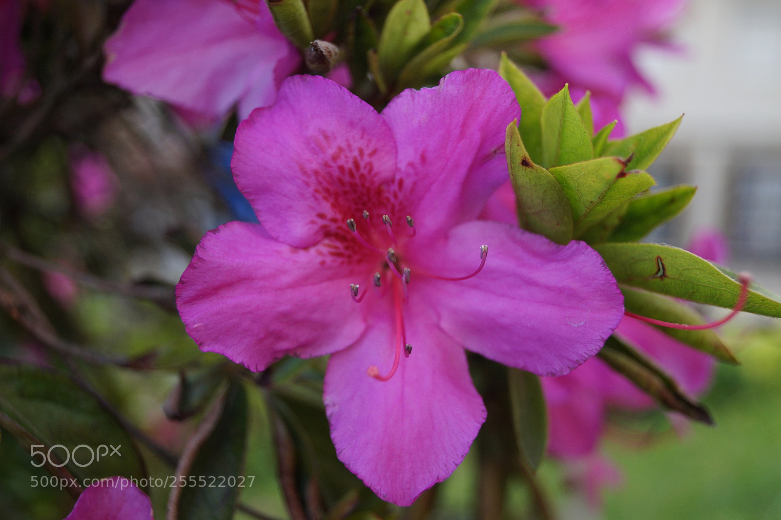 Sony SLT-A58 sample photo. Flor de oporto photography