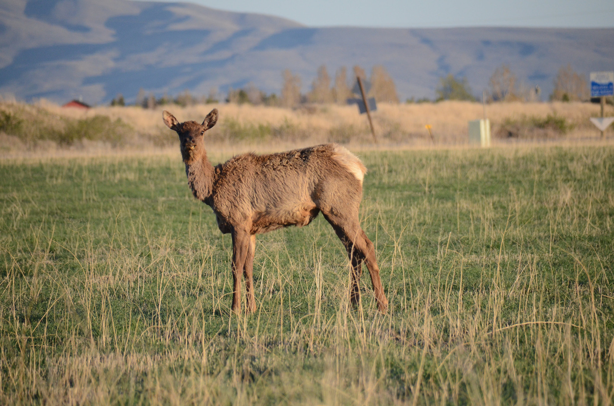 Nikon D7000 + Sigma 18-250mm F3.5-6.3 DC Macro OS HSM sample photo. Elk photography