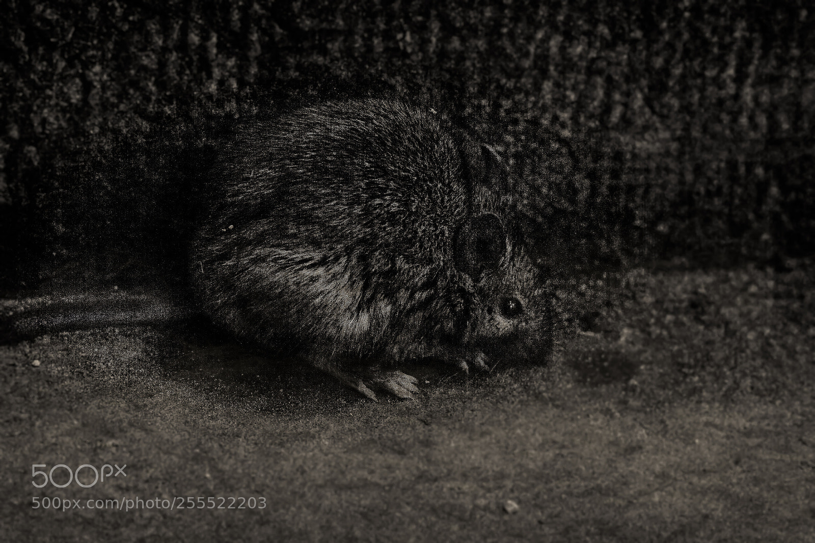 Canon EOS 7D sample photo. Field mouse of the photography
