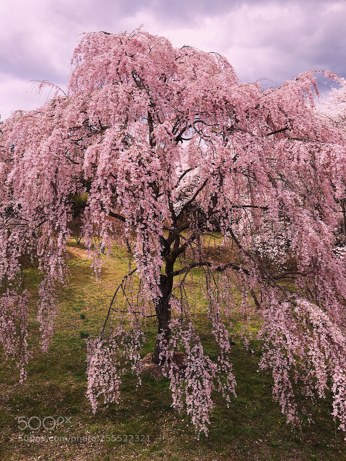 Apple iPhone 6s Plus sample photo. Ｓａｋｕｒａ photography