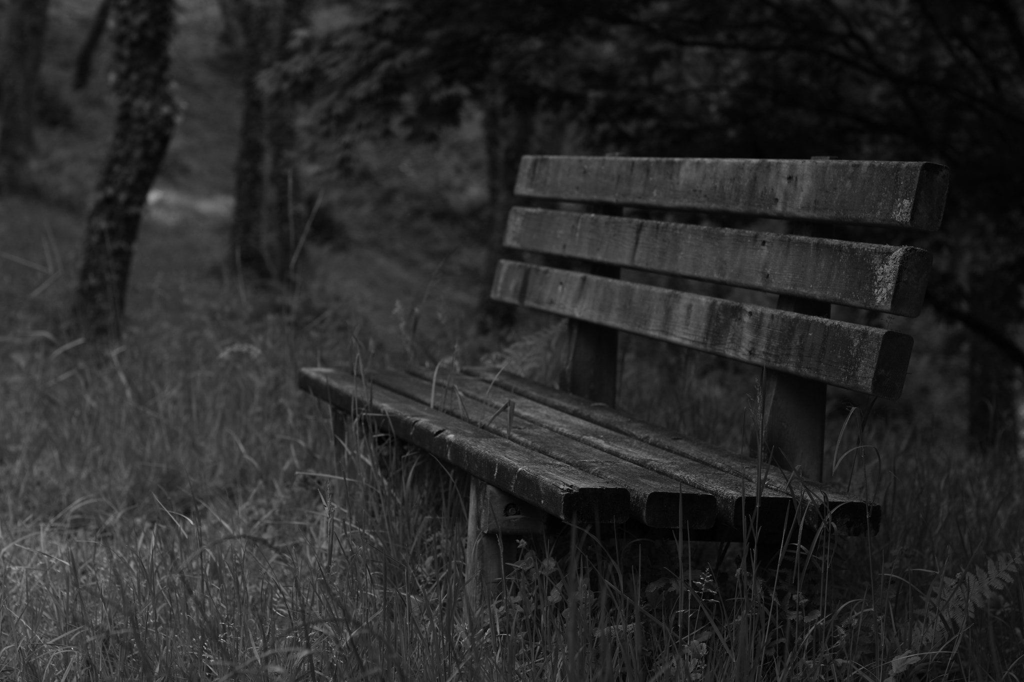 Canon EOS 80D + Canon EF 50mm F1.8 II sample photo. Aulkia photography