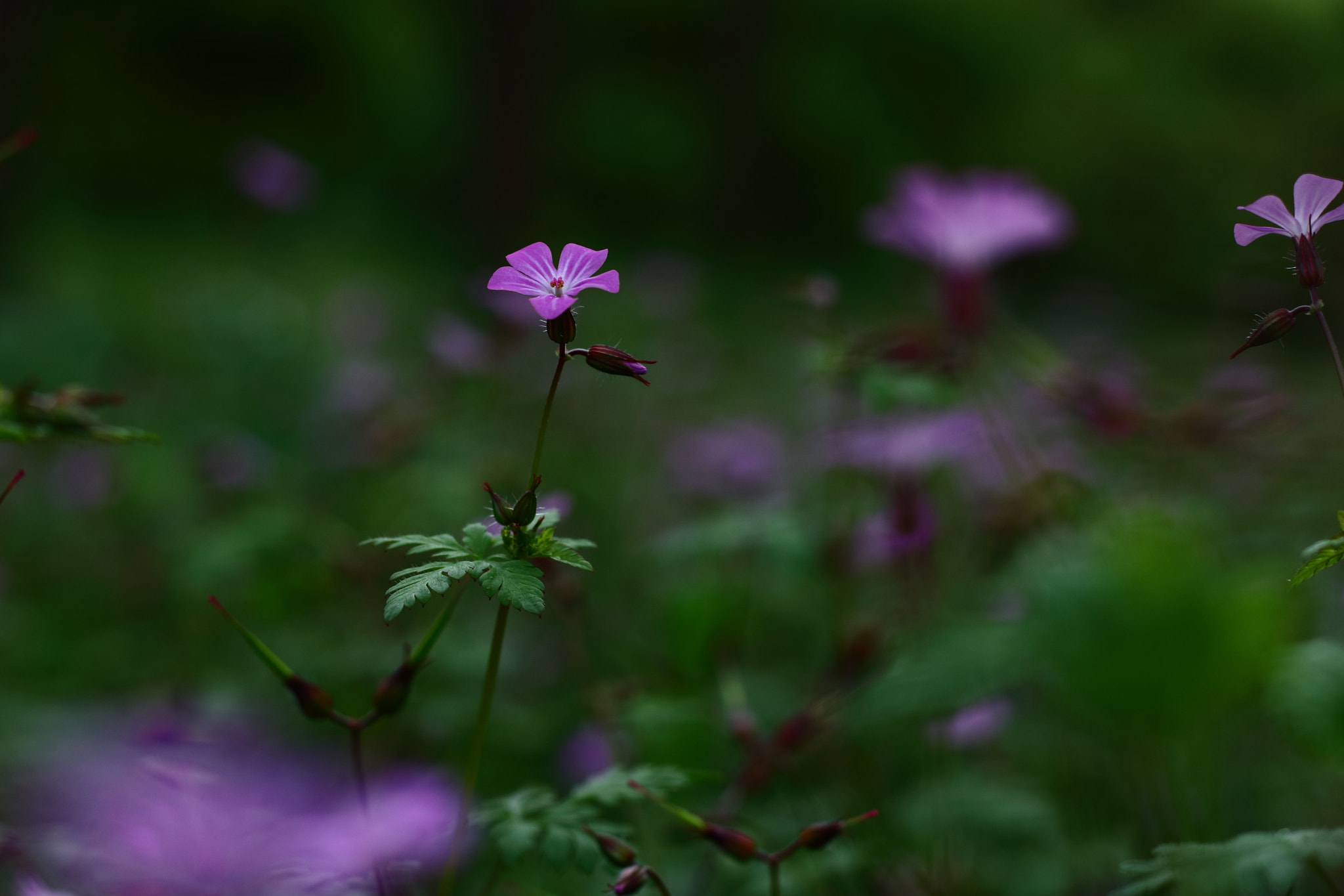 Canon EOS 80D + Canon EF 50mm F1.8 II sample photo. Lorea photography