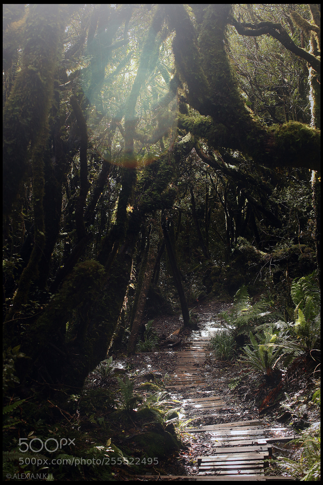 Canon EOS 5D Mark II sample photo. Secretive wood photography