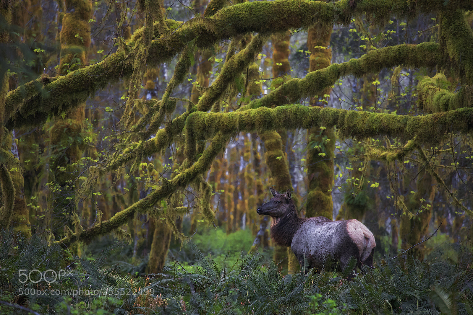 Canon EOS 5D Mark IV sample photo. Elk photography