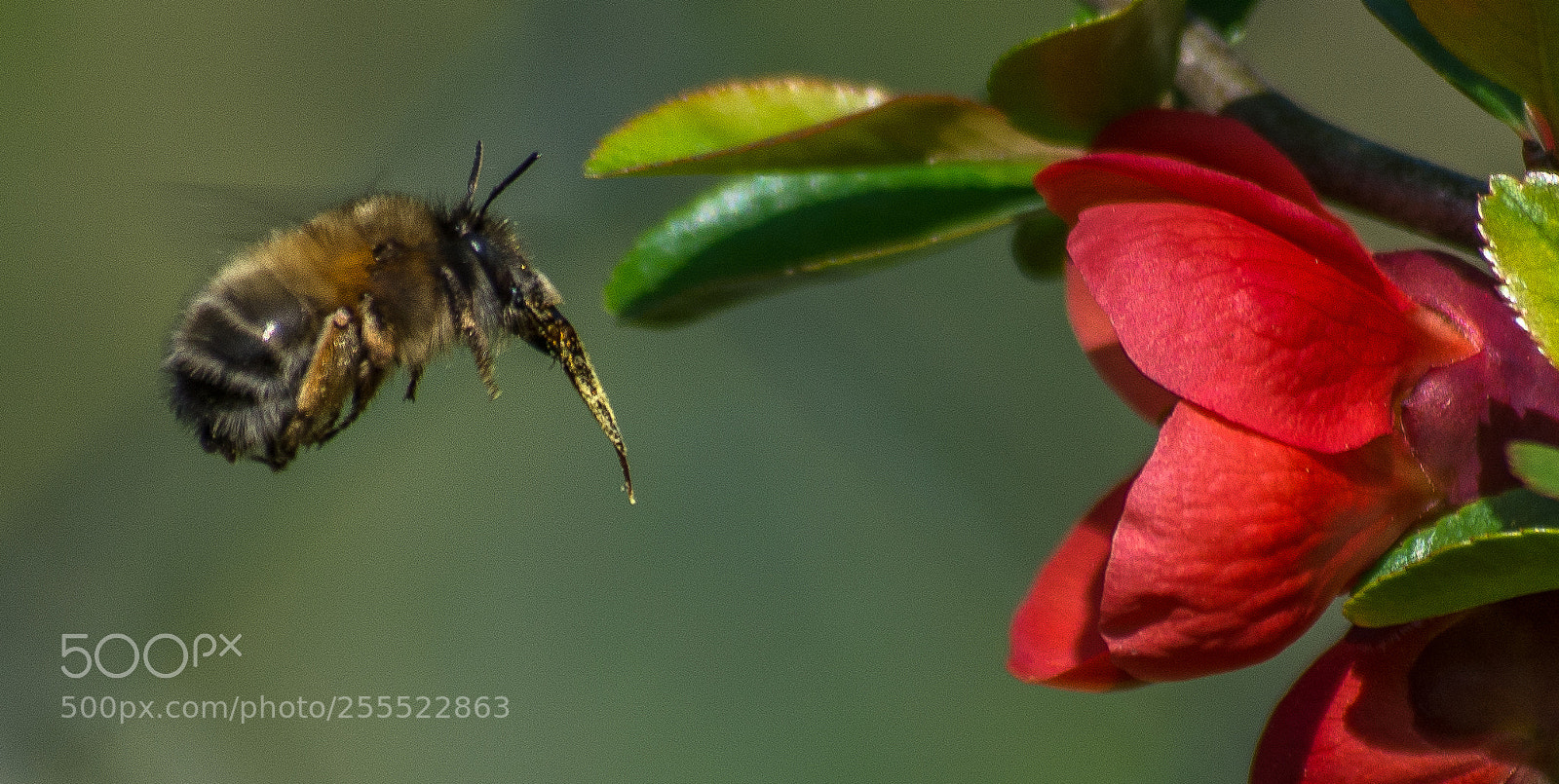 Nikon D7100 sample photo. Target approach photography