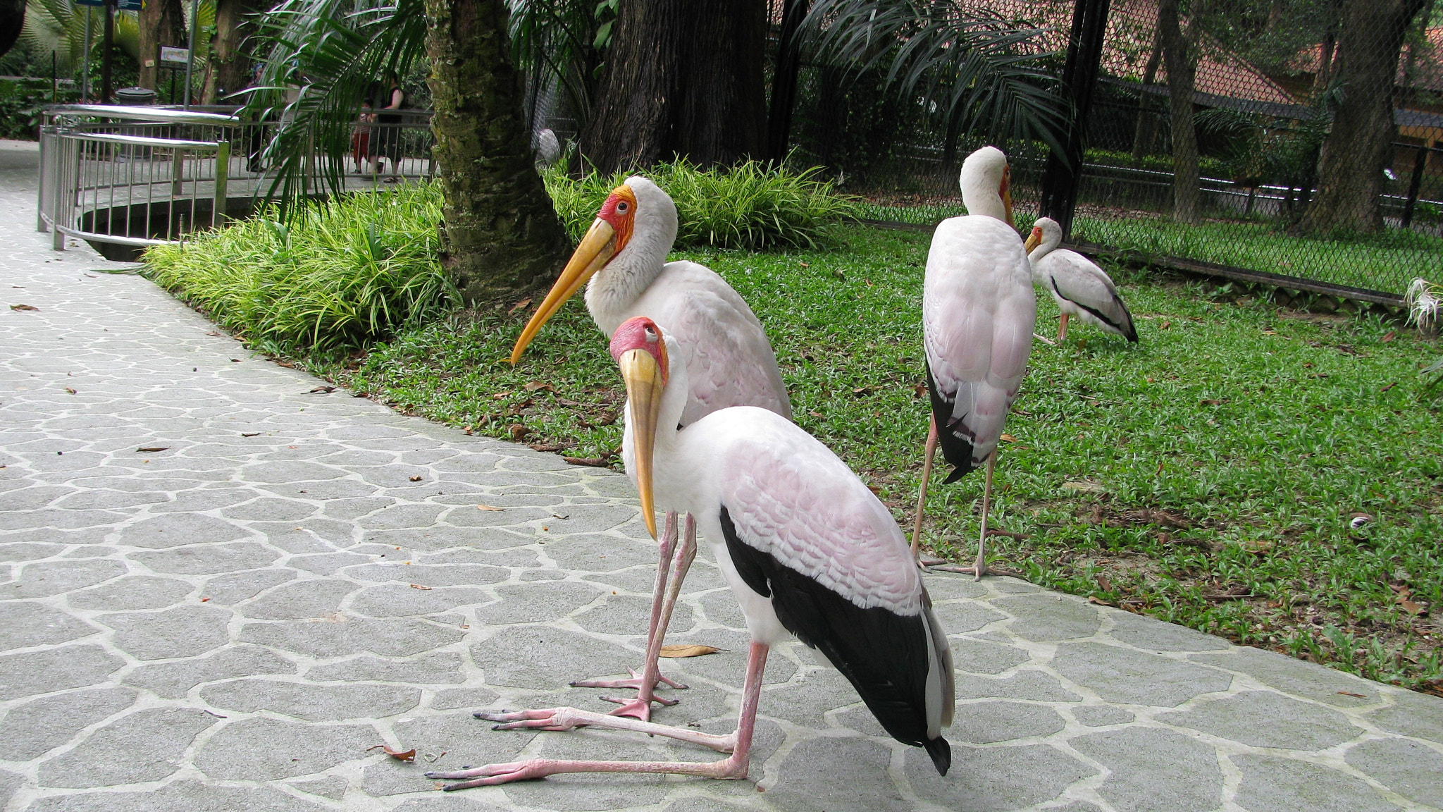 Canon PowerShot SX110 IS sample photo. Pelicans photography