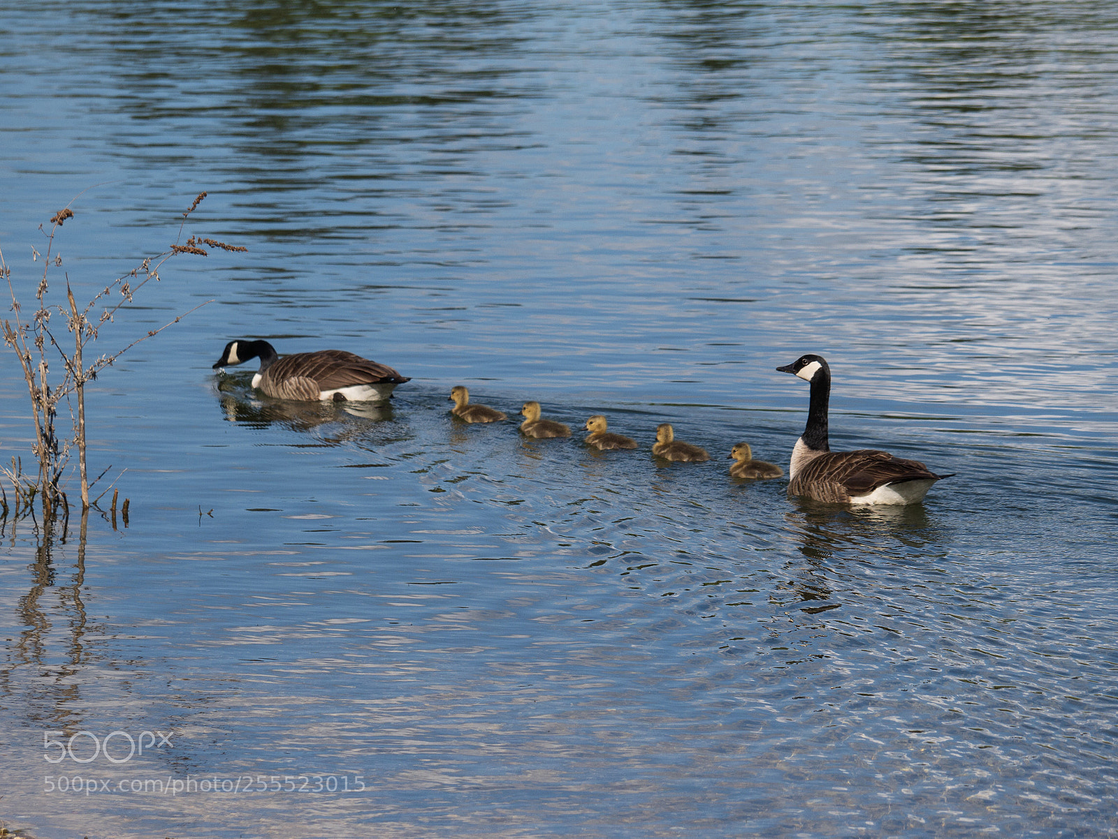 Panasonic Lumix DMC-G85 (Lumix DMC-G80) sample photo. Bernaches du canada  photography