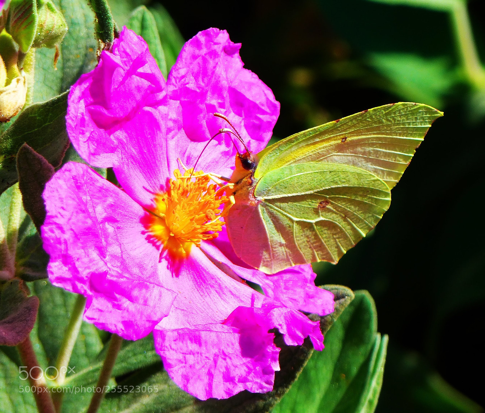 Panasonic Lumix DMC-FZ200 sample photo. Cleopatra 2 photography