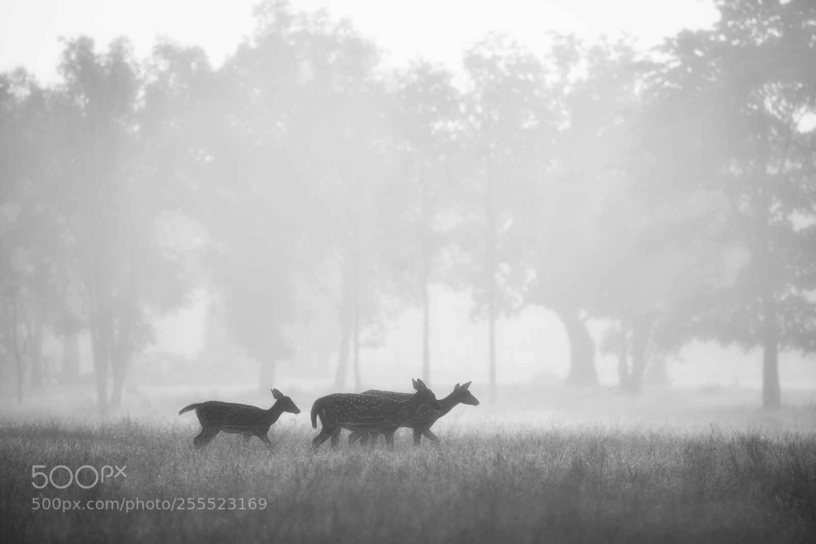 Canon EOS 5D Mark IV sample photo. Deer photography