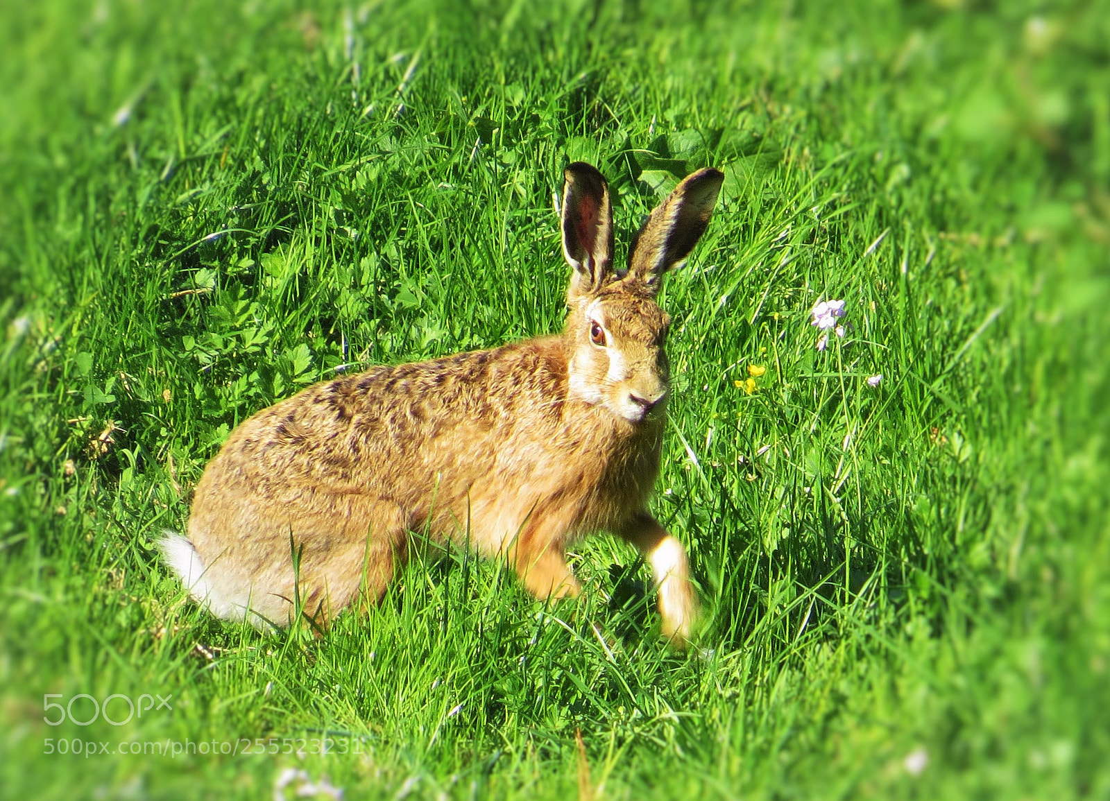 Canon PowerShot SX50 HS sample photo. Wild hare in the photography