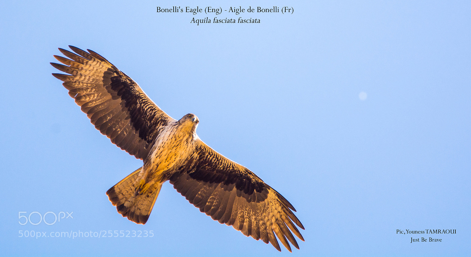 Nikon D7100 sample photo. Bonelli's eagle photography