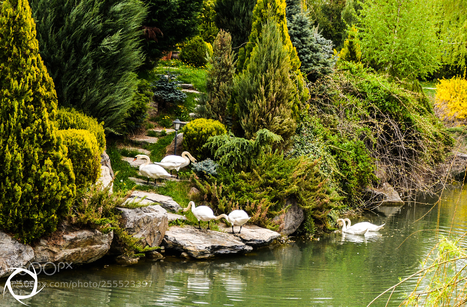 Nikon D7100 sample photo. Swans... photography