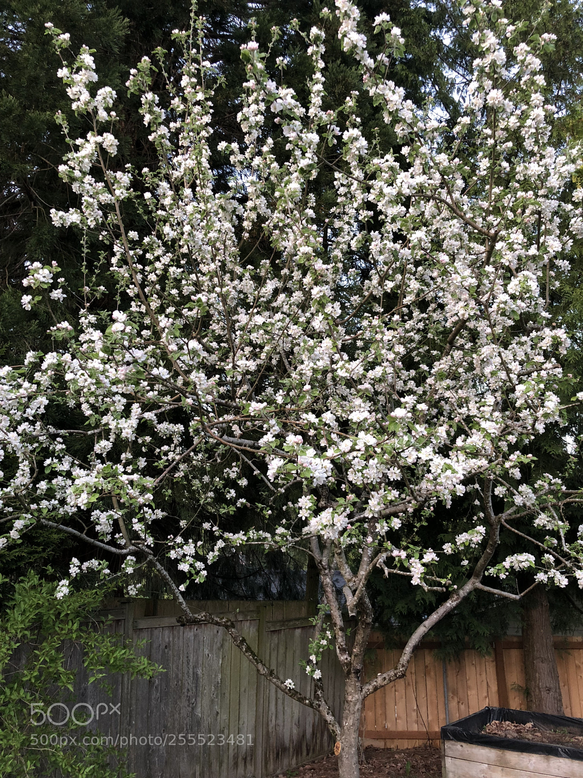 Apple iPhone X sample photo. Apple flowers photography