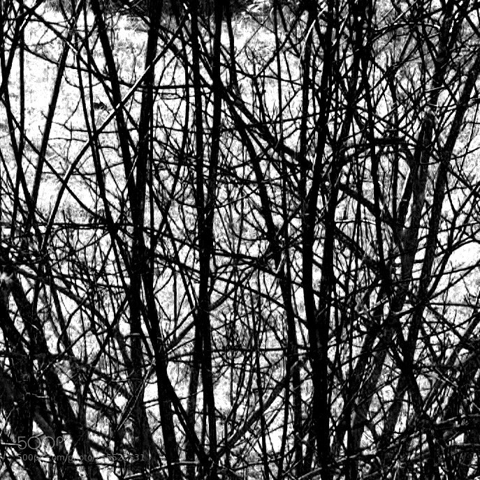 Nikon D5200 sample photo. Bush photography