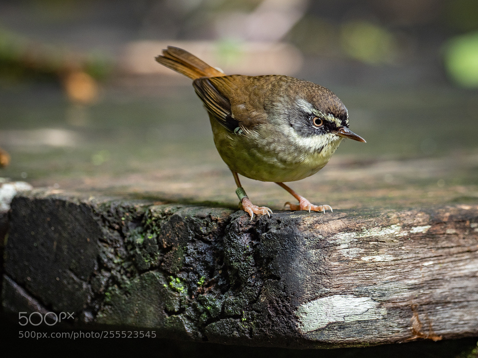 Olympus OM-D E-M1 Mark II sample photo. White-browed scrub wren photography