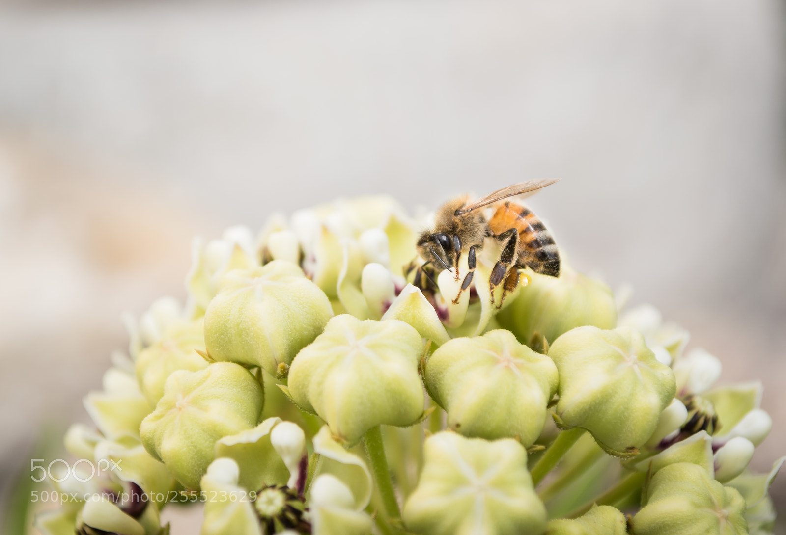 Nikon D5500 sample photo. Save the pollinators photography