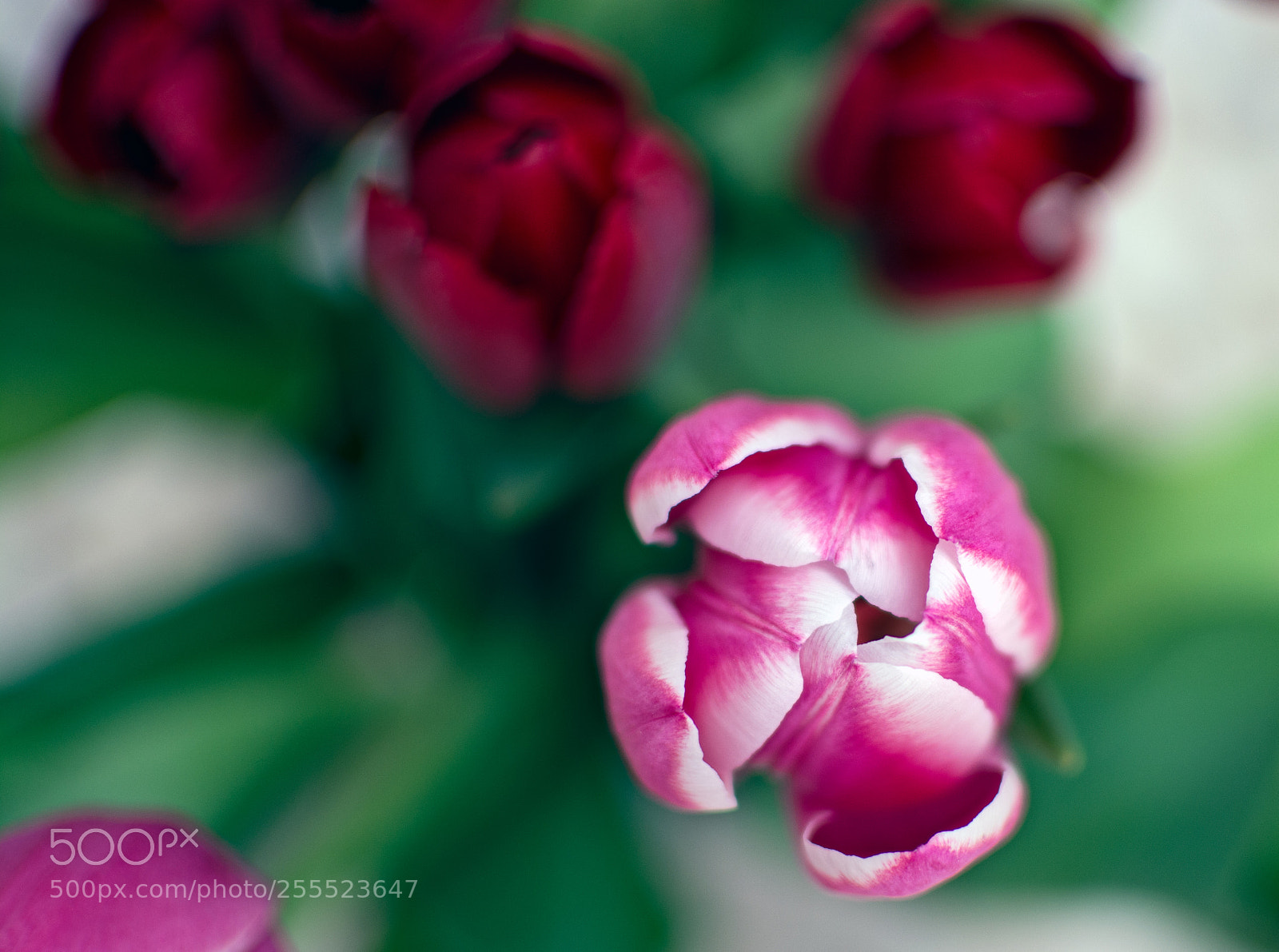 Nikon D5200 sample photo. Untitled photography