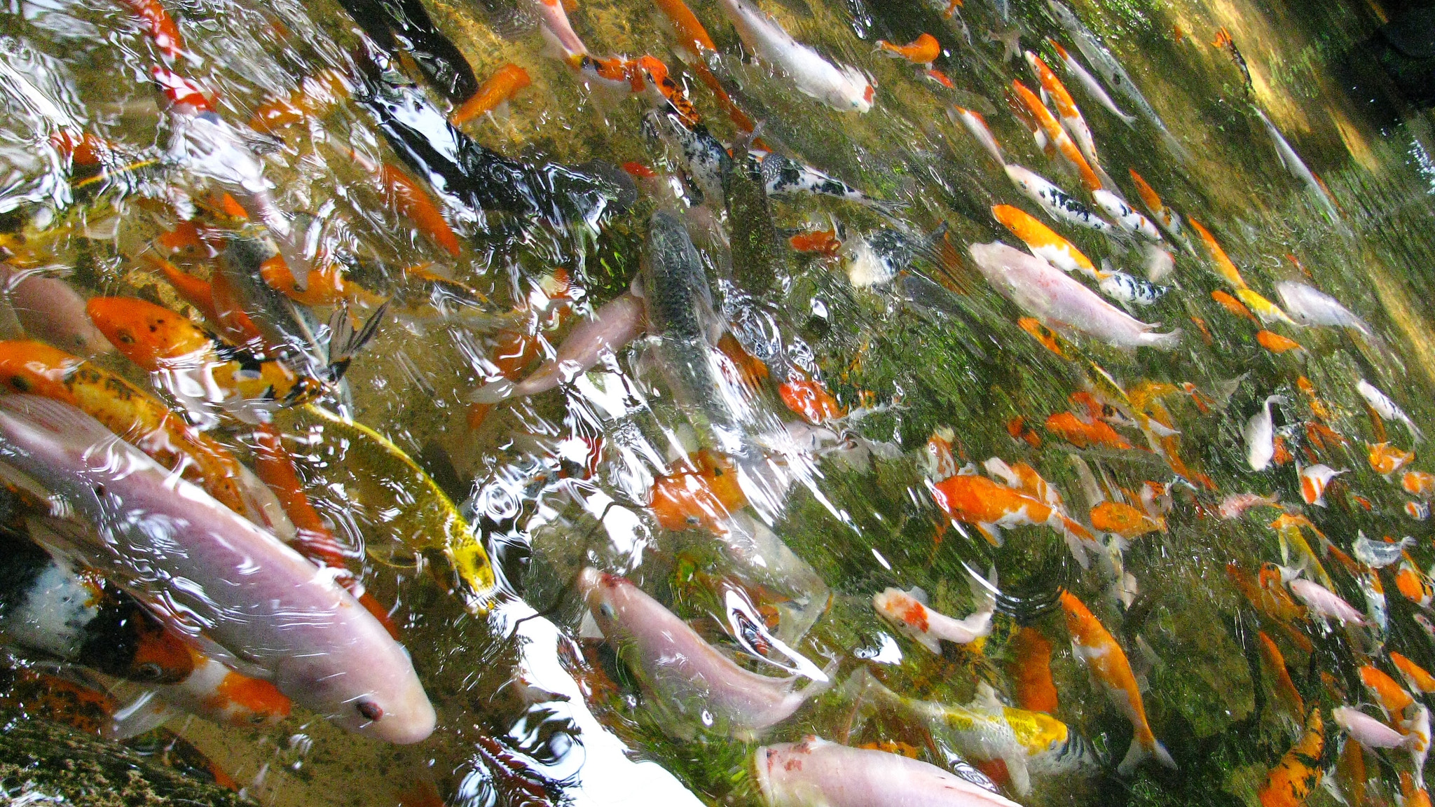 Canon PowerShot SX110 IS sample photo. Fishes... photography