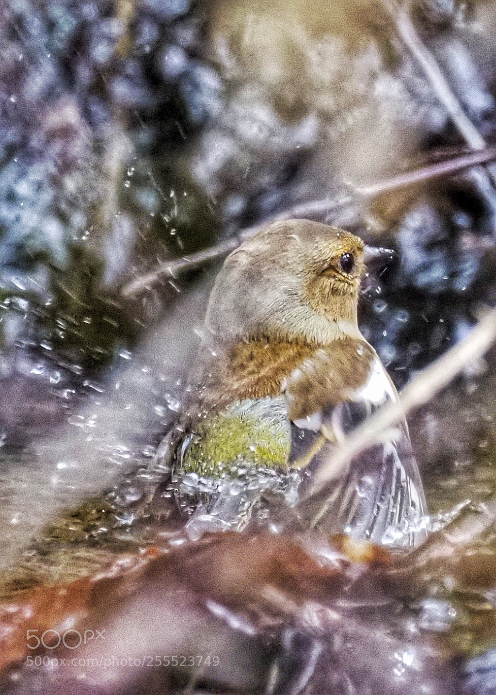 Olympus OM-D E-M10 III sample photo. Time for a bath photography