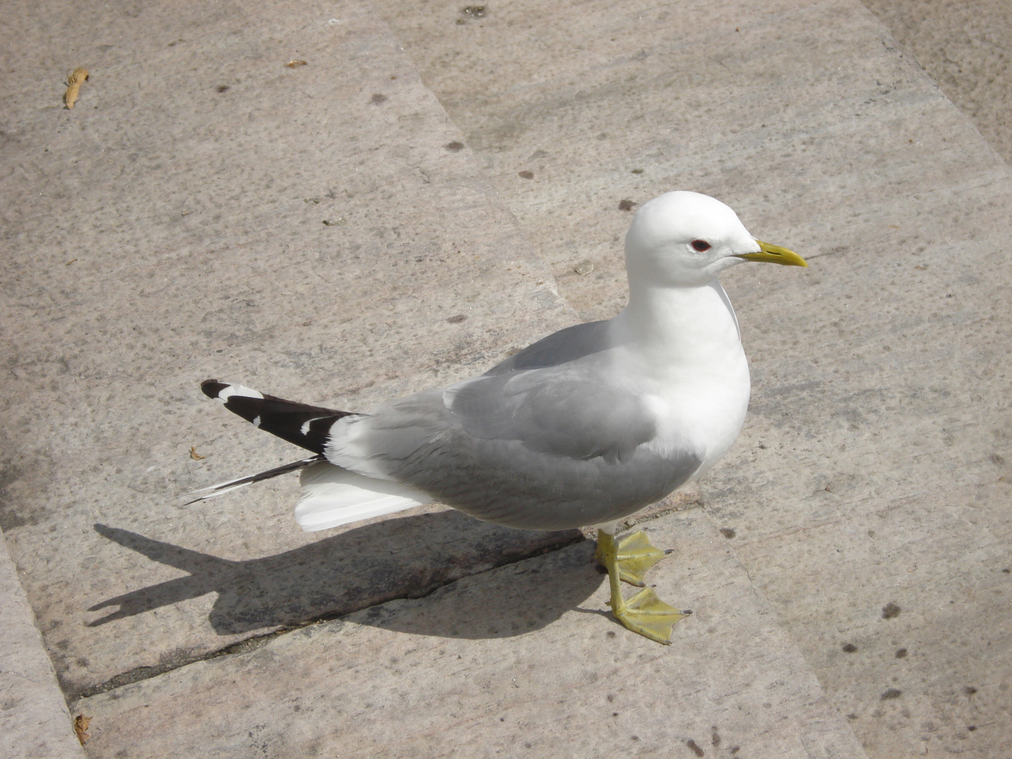 Sony DSC-W55 sample photo. Gull photography