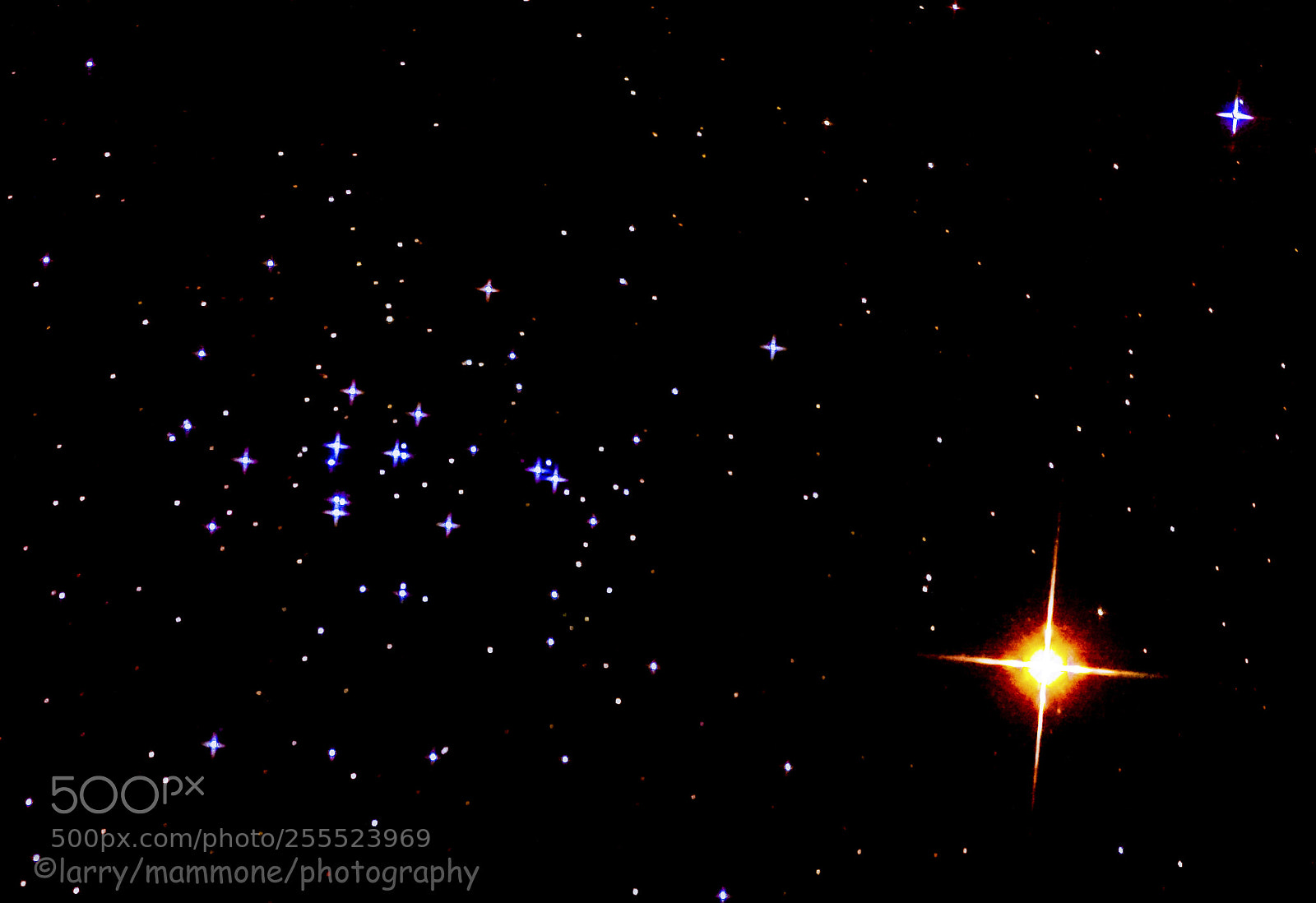 Canon EOS 40D sample photo. Alien bees from mars photography