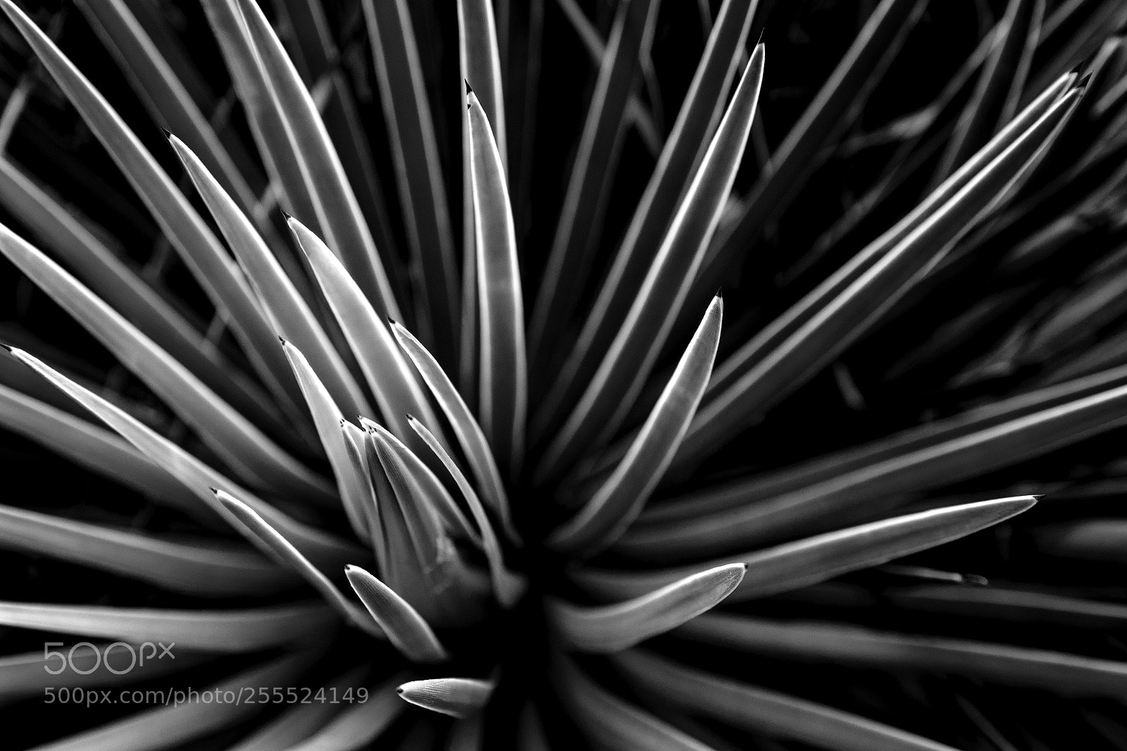 Canon EOS 6D sample photo. Plant i photography