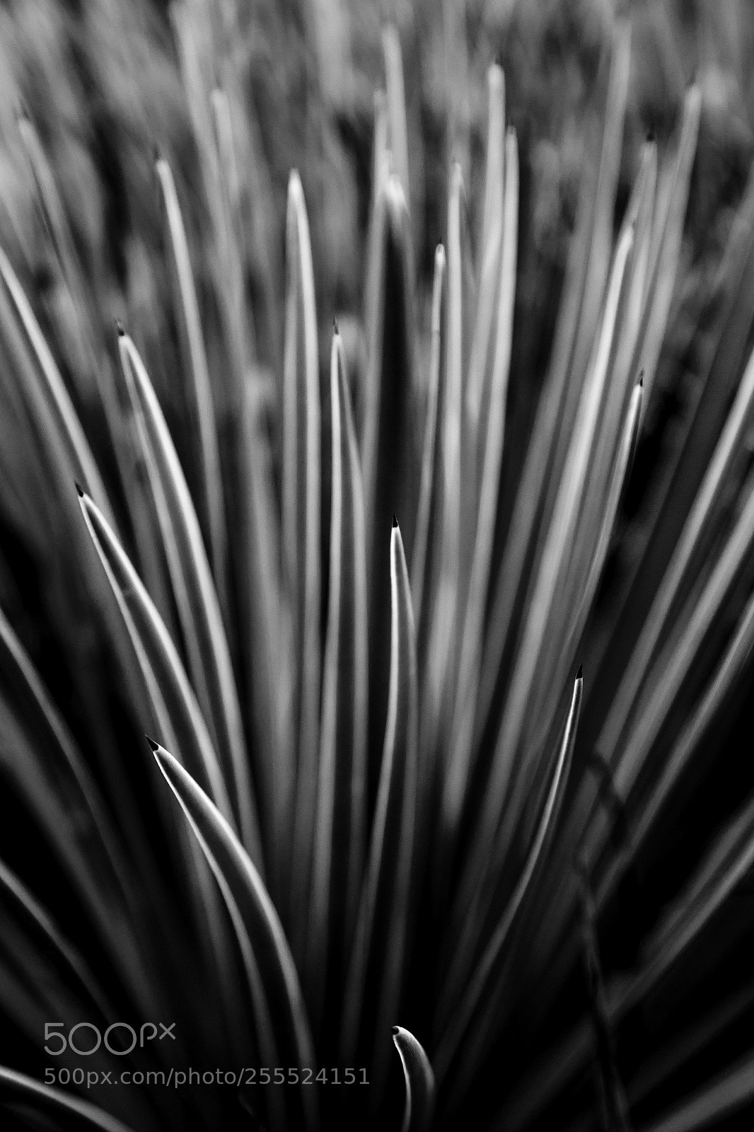 Canon EOS 6D sample photo. Plant ii photography
