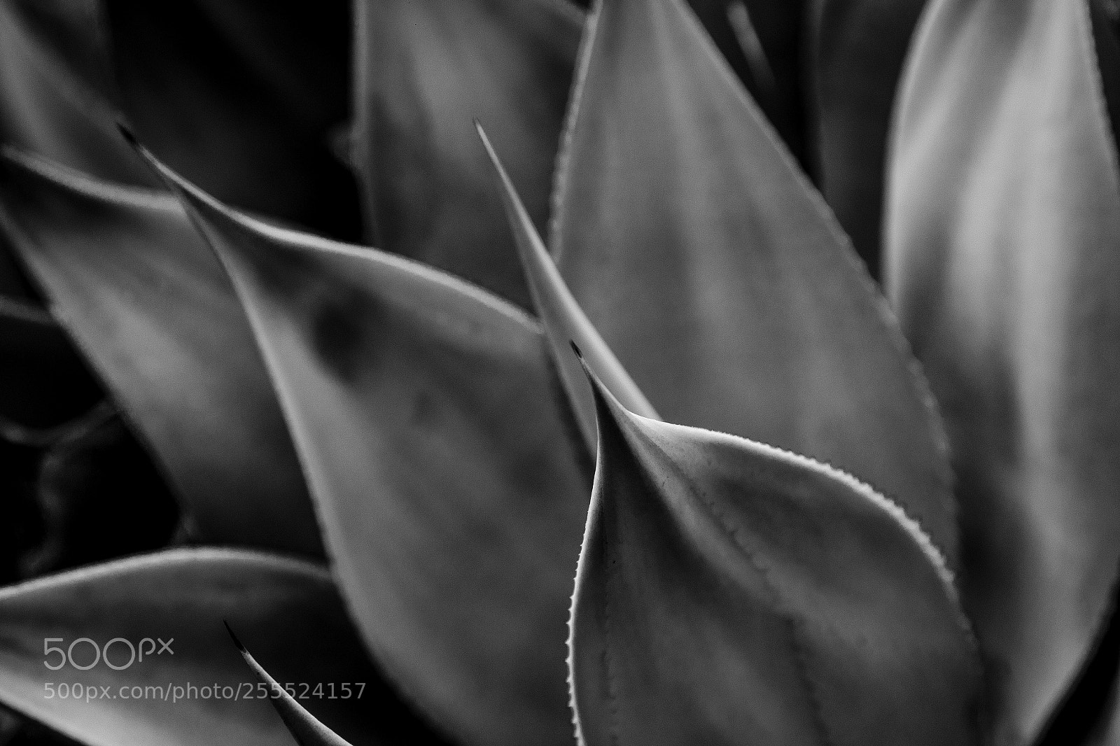Canon EOS 6D sample photo. Plant iii photography