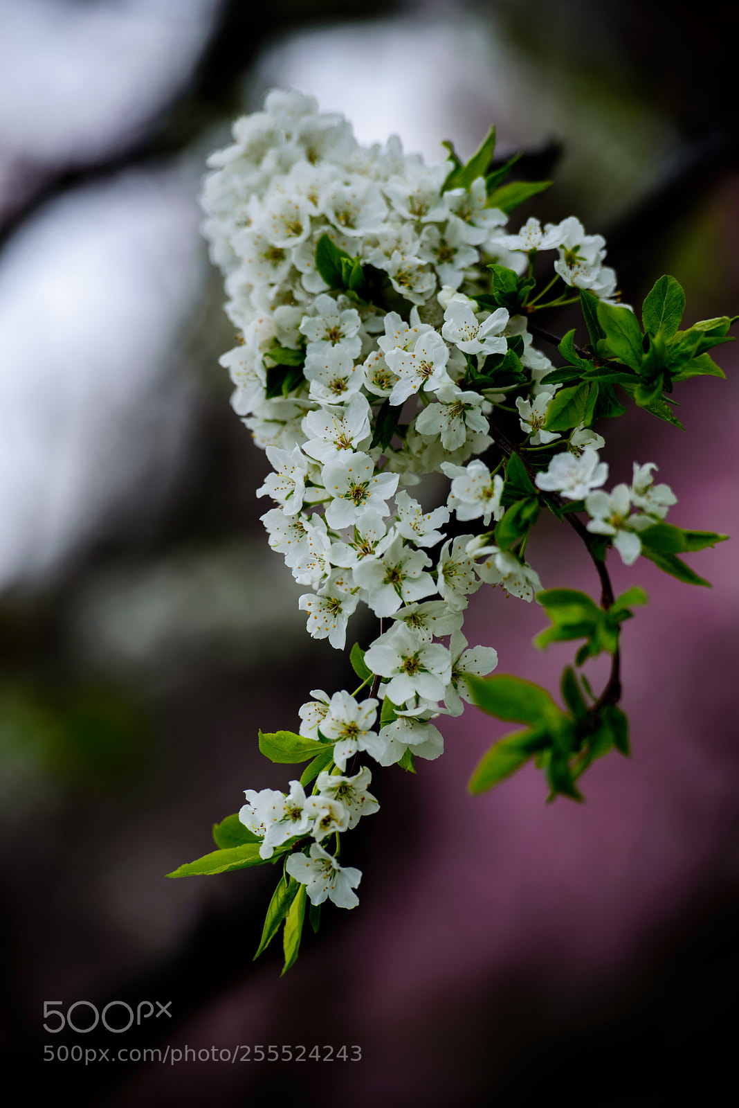 Nikon D610 sample photo. Flower tree photography