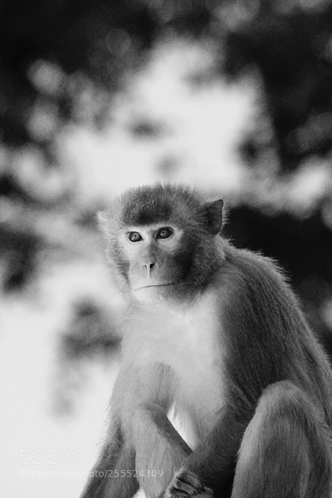 Canon EOS 550D (EOS Rebel T2i / EOS Kiss X4) sample photo. Monkey  photography
