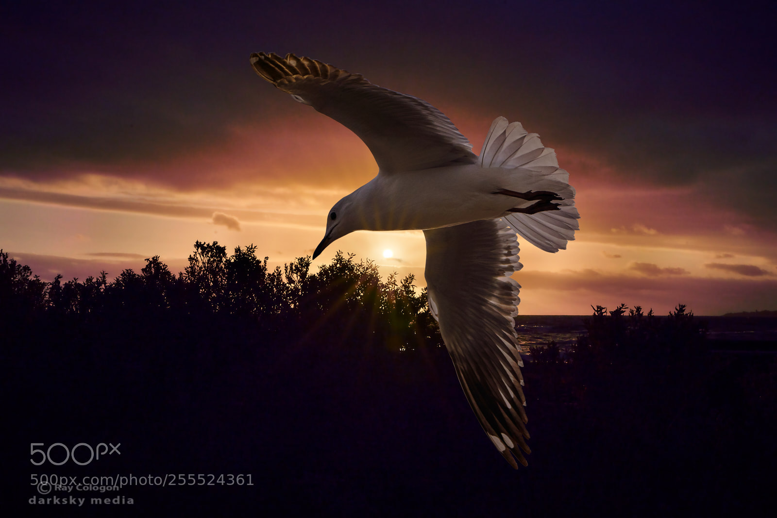 Sony a7R III sample photo. Firebird photography