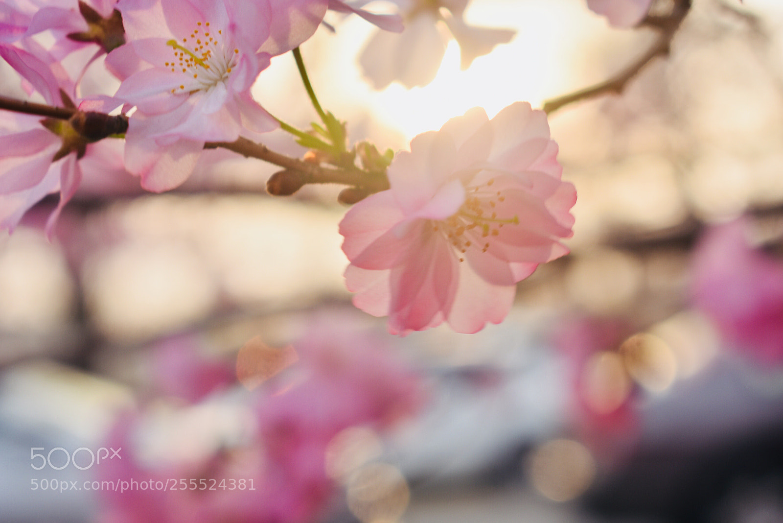 Nikon D3400 sample photo. Cherry blossom photography