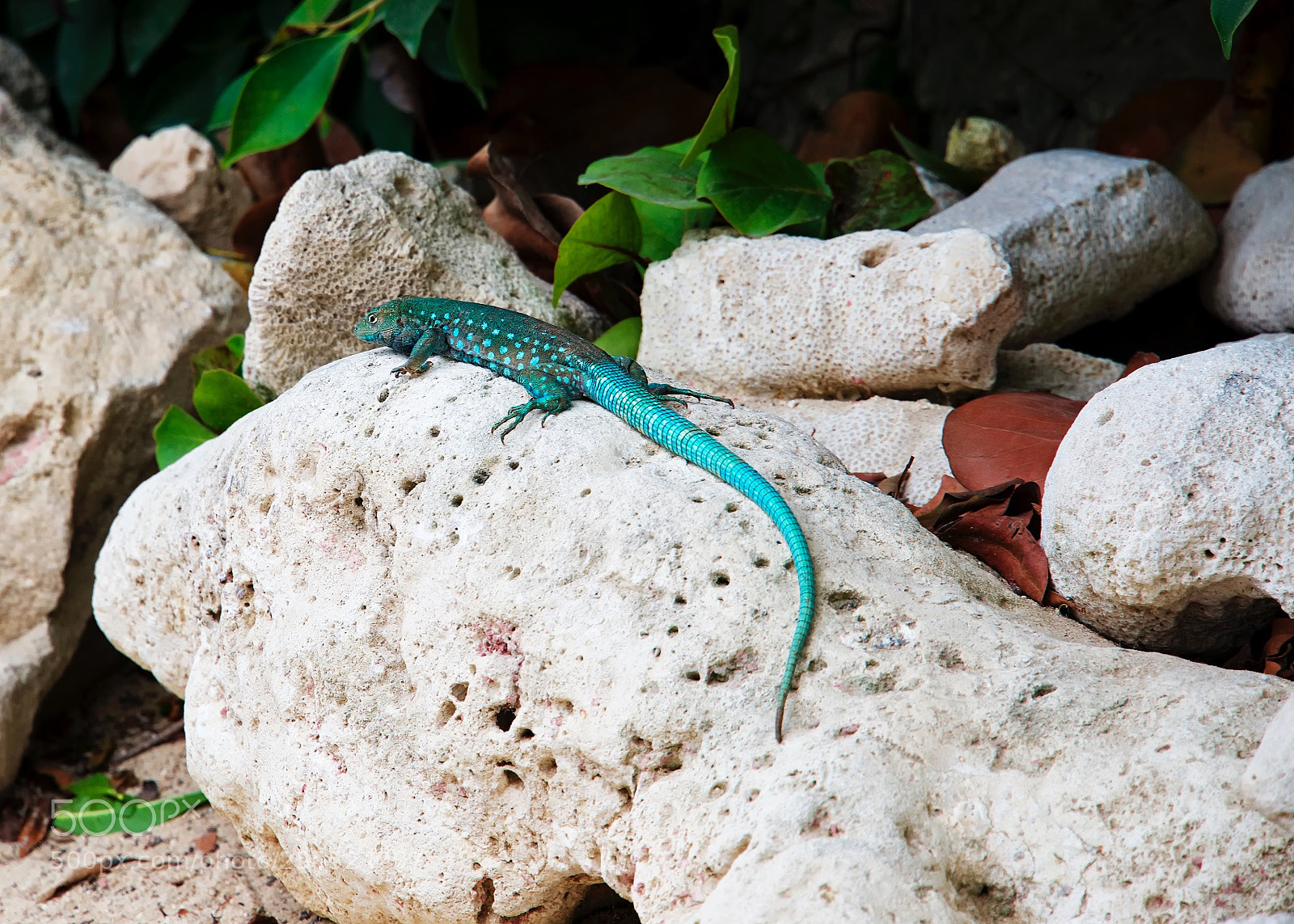 Nikon D800 sample photo. Green lantern photography