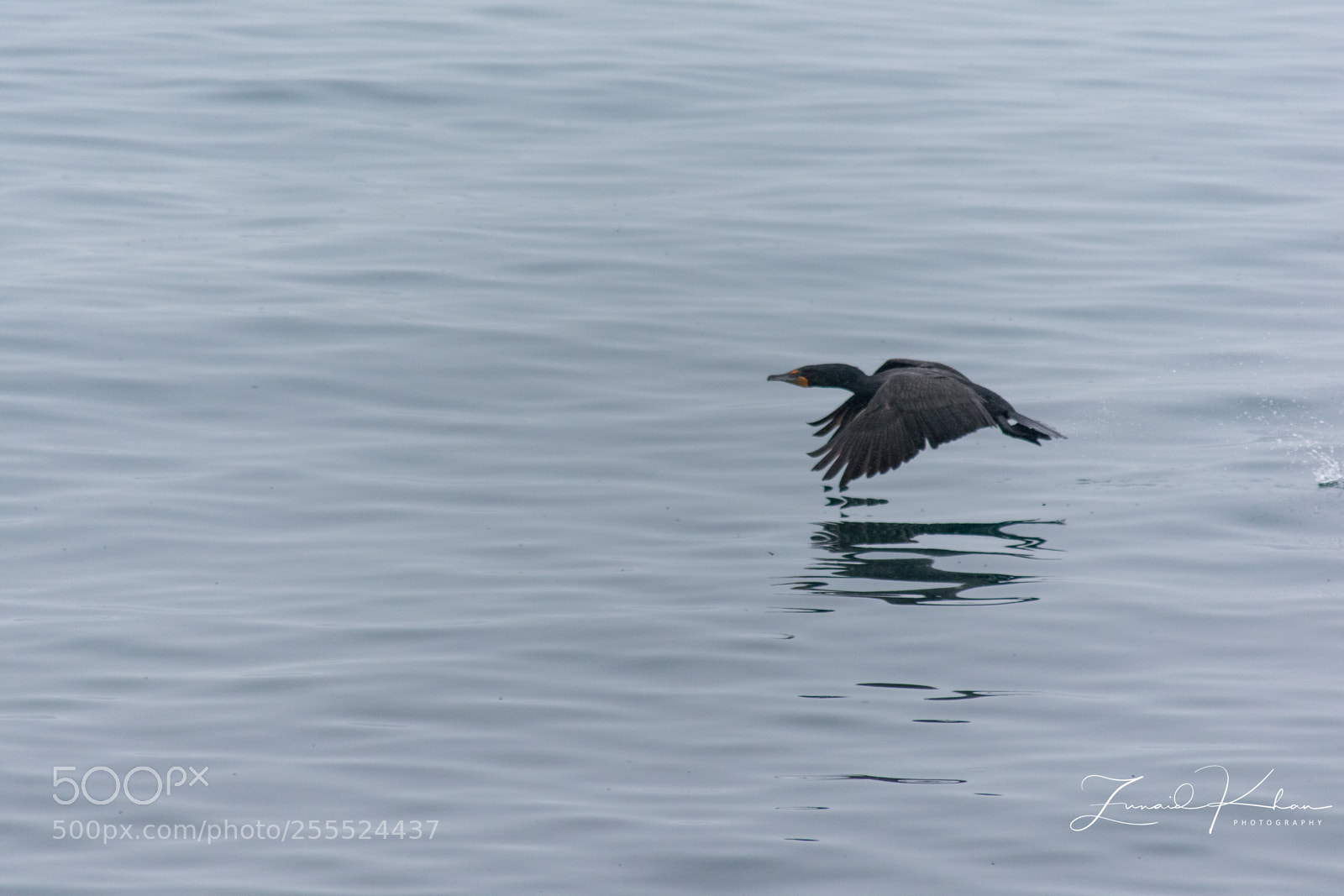 Nikon D3400 sample photo. Flying low photography