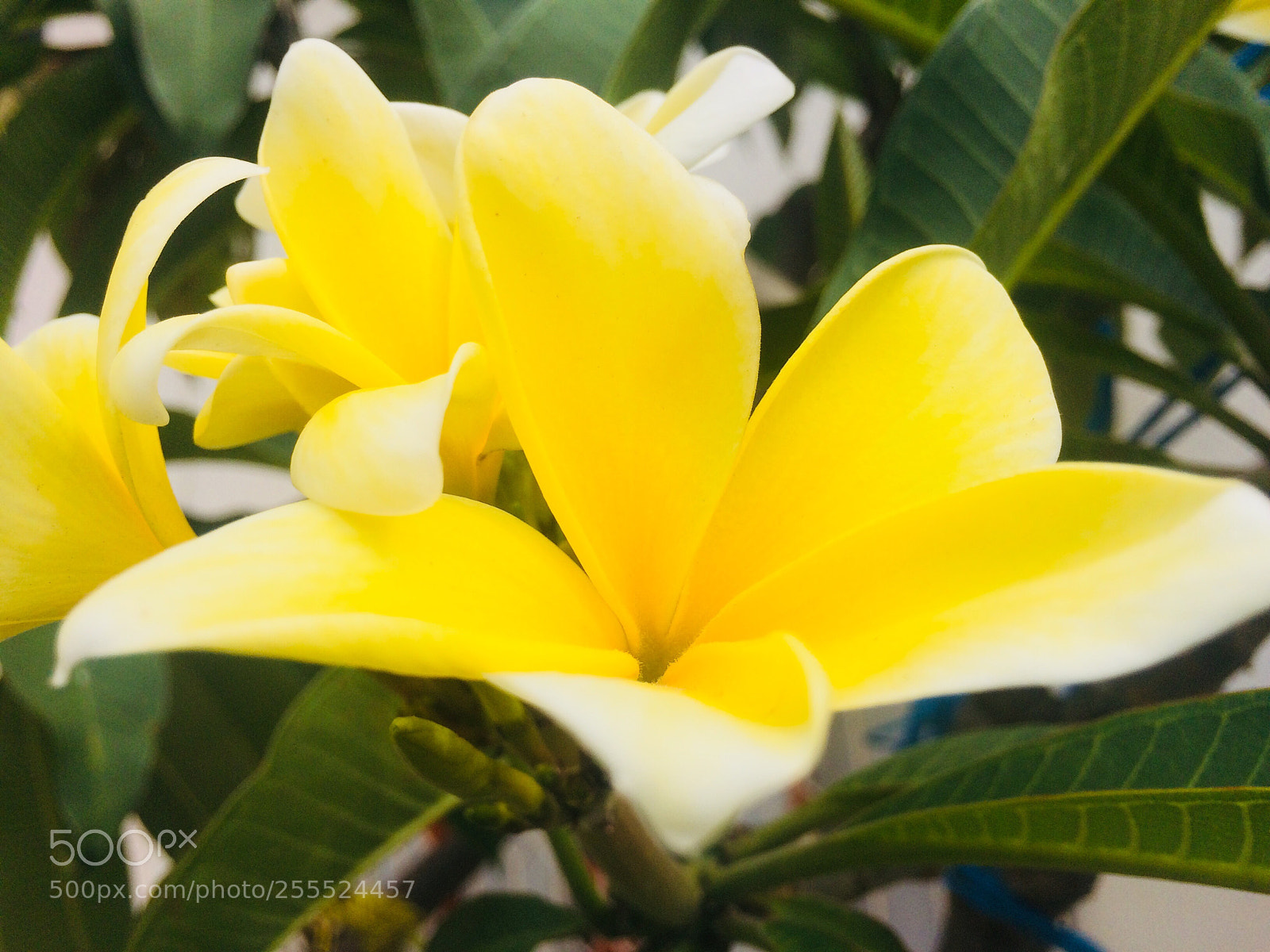 Apple iPhone 5s sample photo. Yellow photography