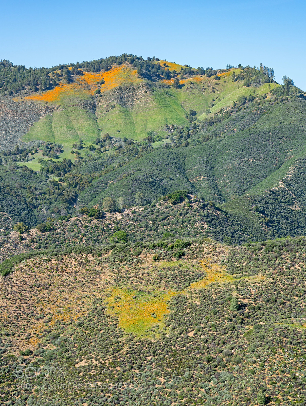 Sony a7R II sample photo. Wildflowers in figueroa mountains photography
