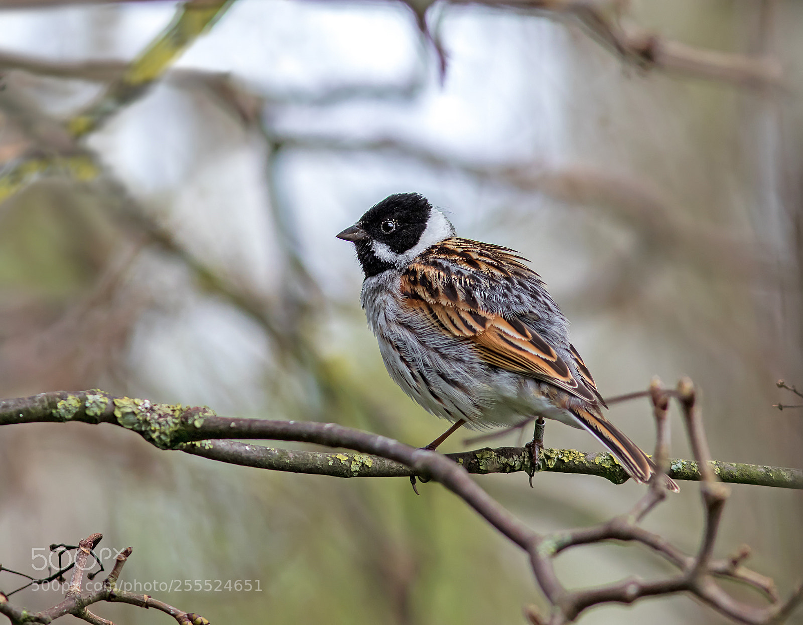 Canon EOS 7D Mark II sample photo. Reed bunting photography